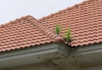Quand pr&eacute;voir une r&eacute;novation de toiture &agrave; Bischwiller ?
